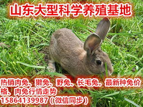 养兔是农民致富的好途径,肉兔种兔养殖专业家免费指导
