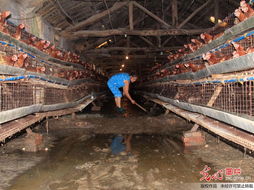 湖北郧县暴雨引发洪灾 5000余只鸡被淹死