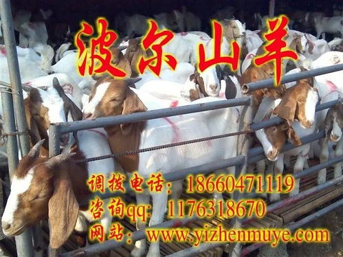 2016年黄冈肉牛犊的价格