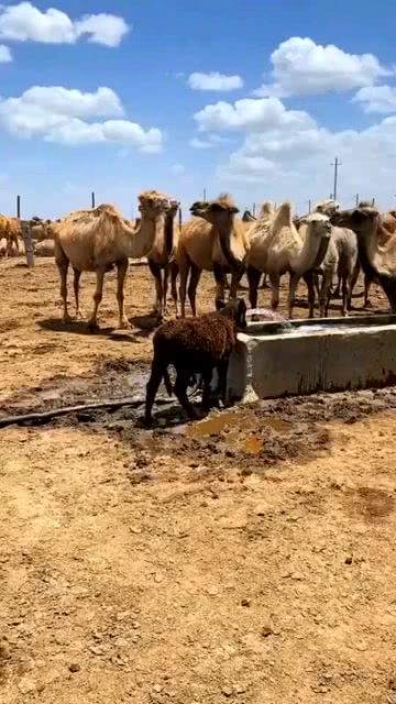 牛到骆驼养殖厂里蹭水喝,骆驼都在看它,灰溜溜的走了