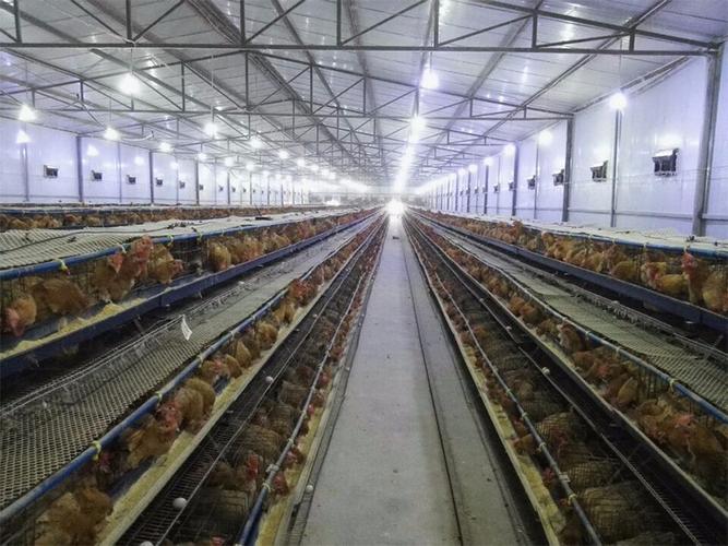 为什么需要畜禽养殖环境监控系统实现对畜禽养殖环境的监测鑫芯物联