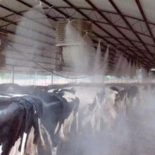 2020奶牛养殖价格 报价 奶牛养殖批发 第8页 养殖网